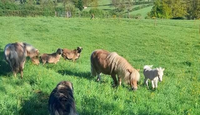 Cosy accommodation for 4 with swimming pool in green surroundings and ponies on site